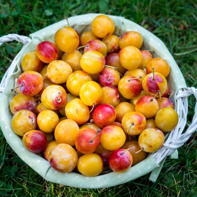 Mirabelles De Lorraine