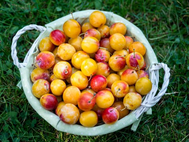 Mirabelles De Lorraine